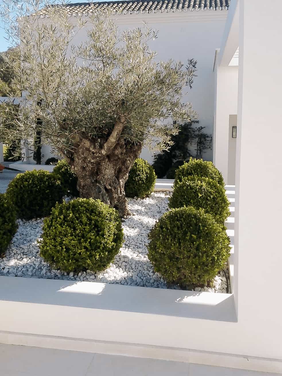 Olivo parterre